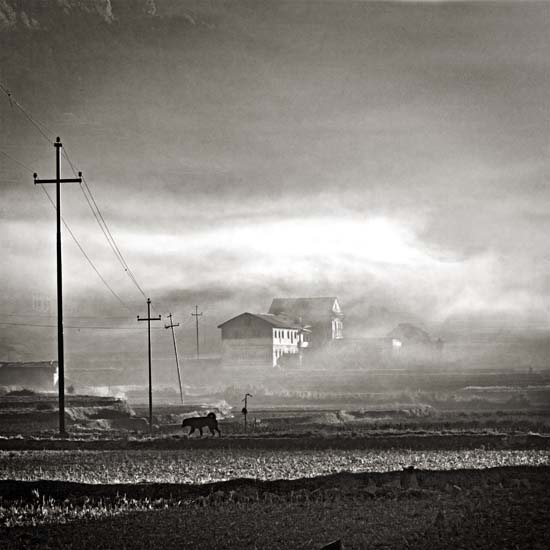 morning mist tistung